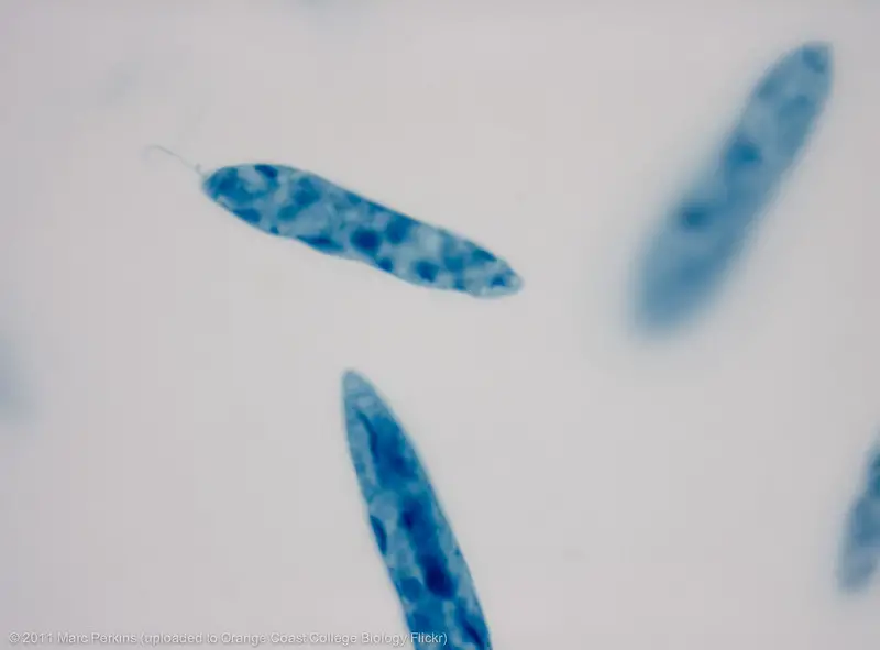 A preserved slide of Euglena showing three cells at 1,000x.