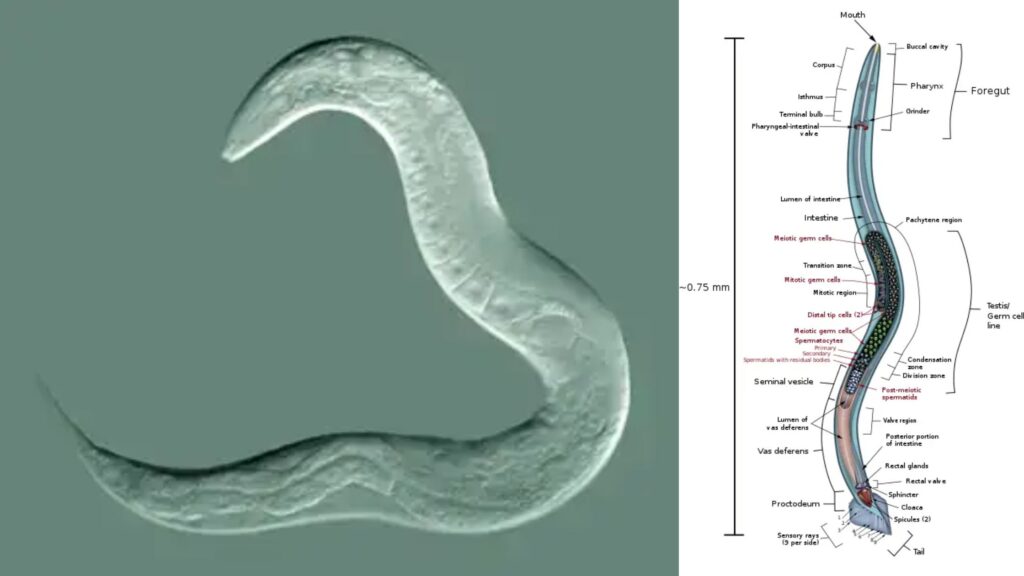 A Worm Under A Microscope - Biology Notes Online