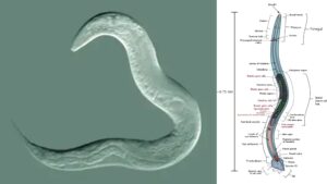 A Worm Under a Microscope