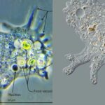 Amoeba Under The Microscope