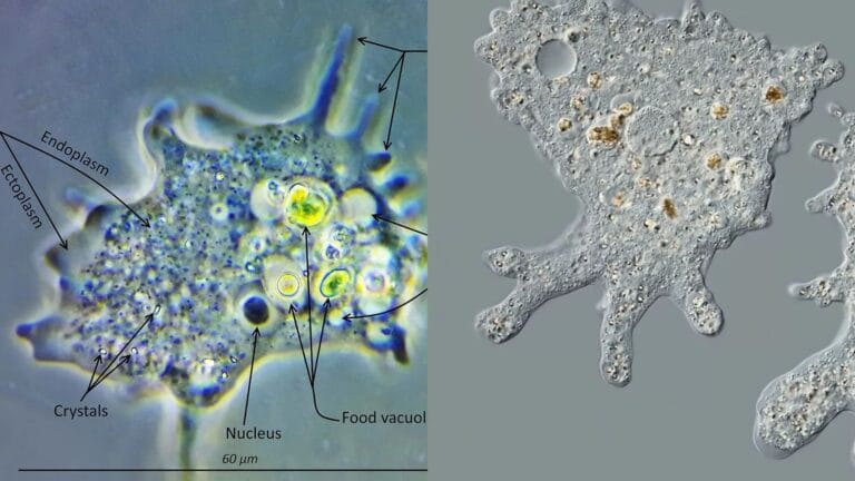 Amoeba Under The Microscope