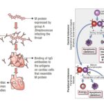 Autoimmunity - Definition, Types, Tolerance, Pathogenesis, Mechanisms