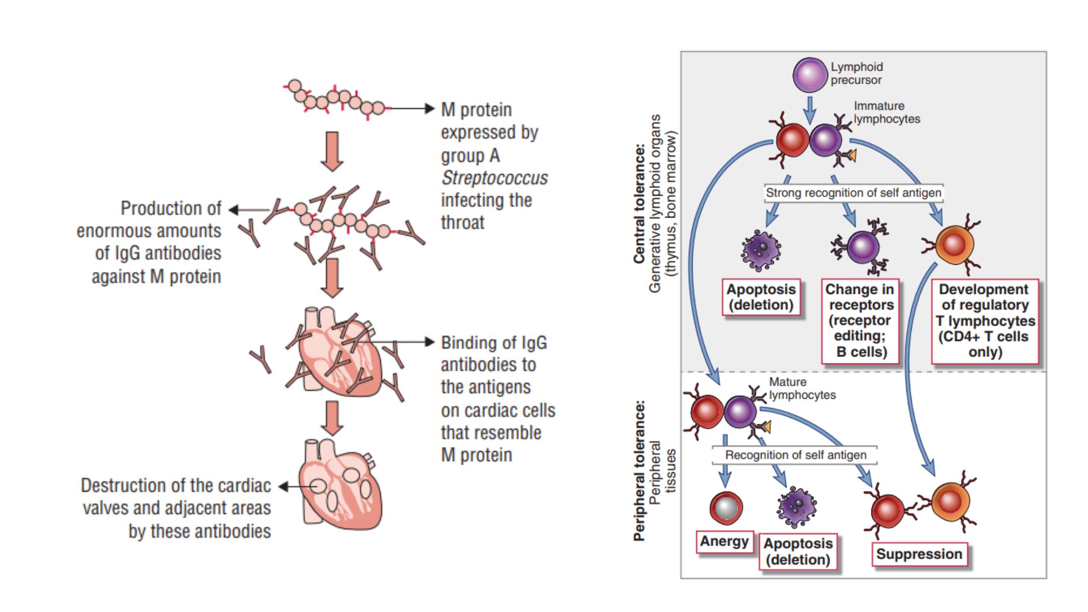 Autoimmunity - Definition, Types, Tolerance, Pathogenesis, Mechanisms