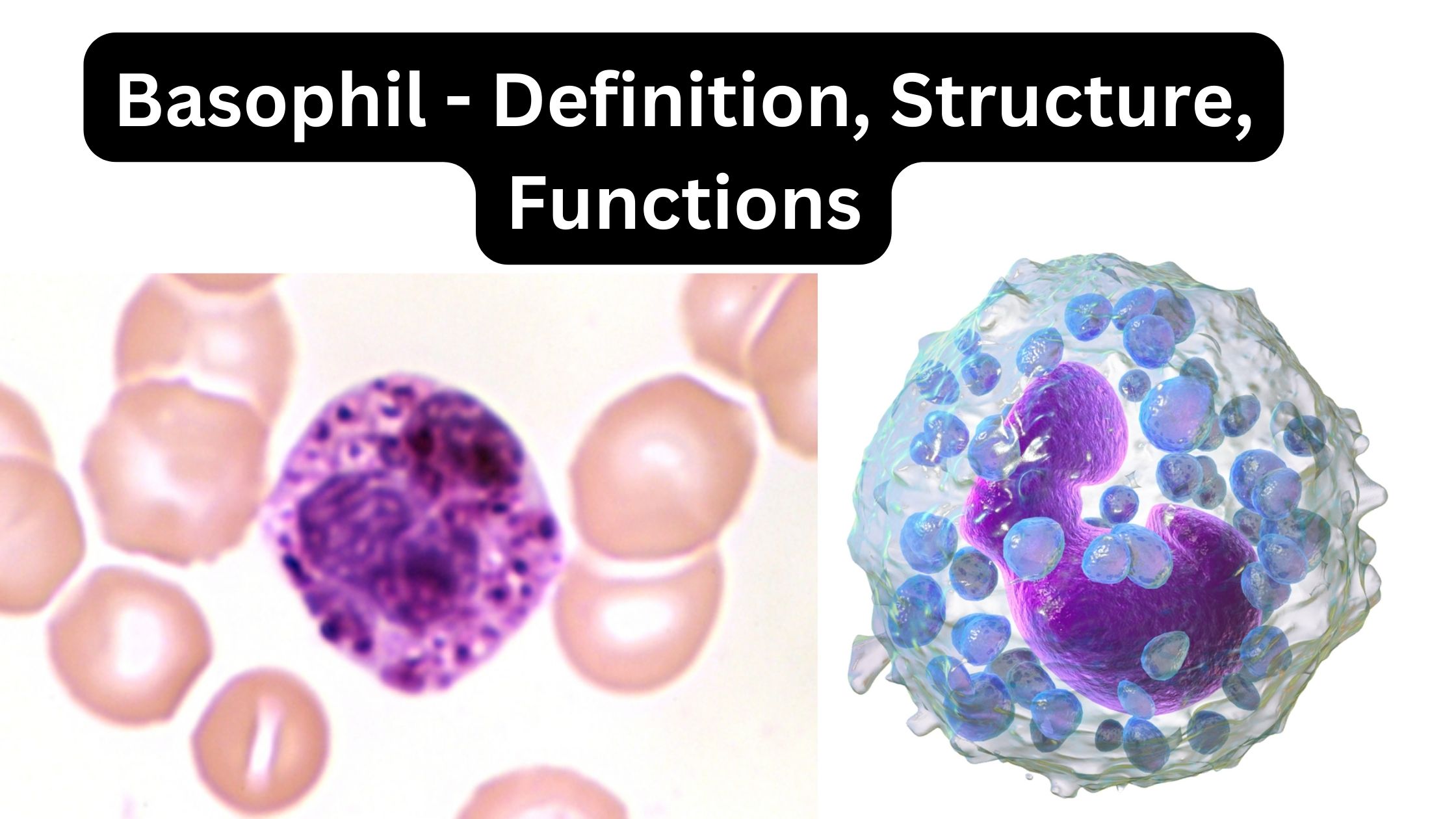 Basophil - Definition, Mechanism, Structure, Functions