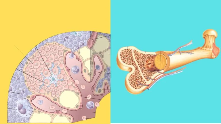 Bone Marrow - Definition, Types, Structure and Functions