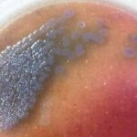 Pseudomonas Aeruginosa on Macconkey Agar