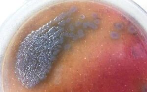 Pseudomonas Aeruginosa on Macconkey Agar