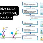 Competitive ELISA - Principle, Protocol, Applications