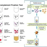 Complement Fixation Test - Principle, Types, Procedure, Results, Applications