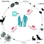 Rickettsia Infection - Tick-Borne Rickettsioses And Spotted Fever