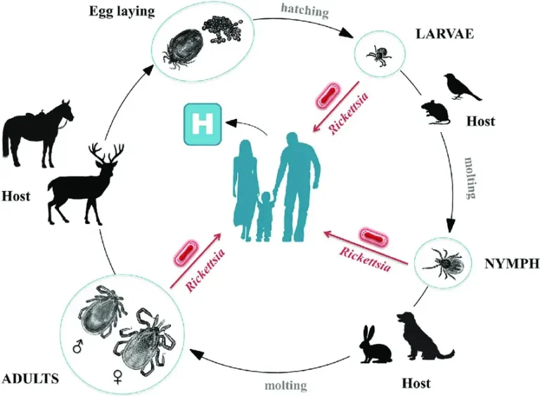 Rickettsia Infection - Tick-Borne Rickettsioses And Spotted Fever