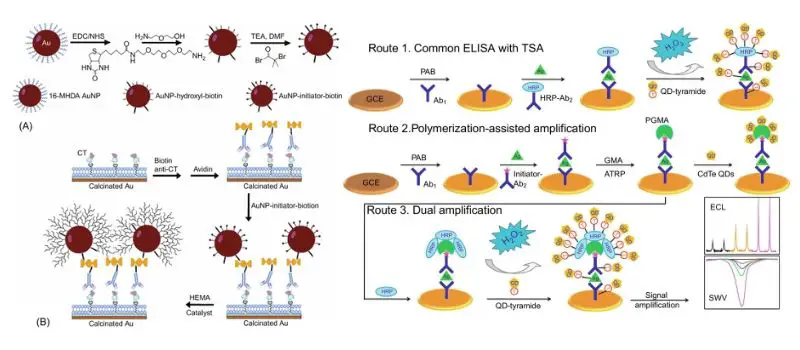 Different Types of Immunological Techniques With Examples - Biology ...