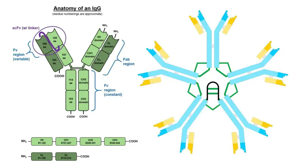 Different classes of Antibodies and Their Properties and Function ...