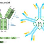 Different classes of Antibodies and Their Properties and Function