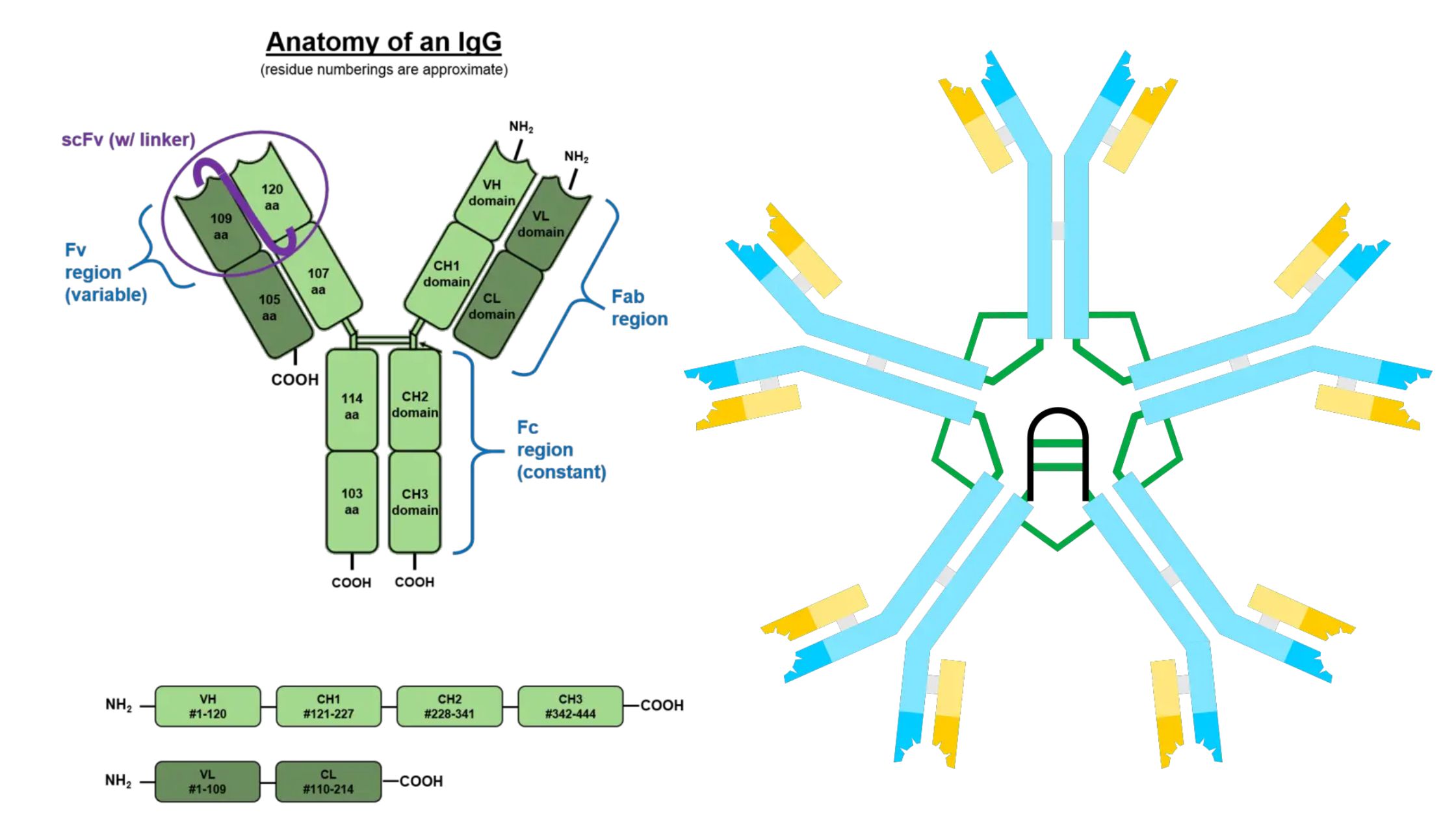 Different classes of Antibodies and Their Properties and Function