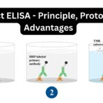 Direct ELISA - Principle, Protocol, Advantages