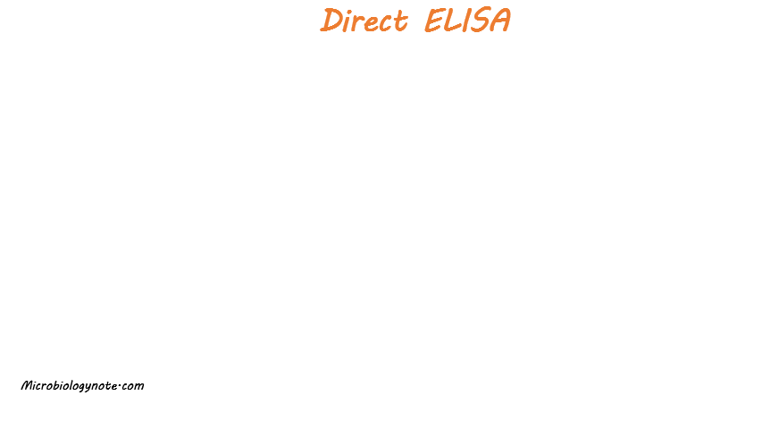 Direct ELISA – Principle, Protocol, Advantages