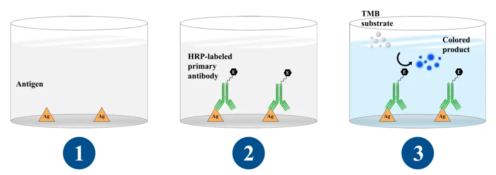 setup of a direct ELISA