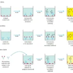 ELISA test - Definition, Principle, Procedure, Types, Steps, Uses