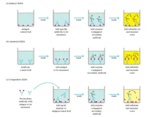 ELISA test – Definition, Principle, Procedure, Types, Steps, Uses