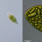 Euglena Under The Microscope