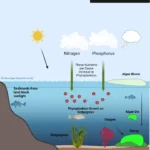 Eutrophication - Definition, Causes, Types, and Effects