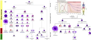 Hematopoiesis – Definition, Process, Locations