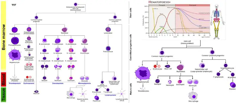 Hematopoiesis - Definition, Process, Locations