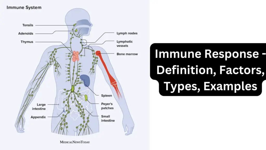 Immune Response Definition, Factors, Types, Examples Biology Notes