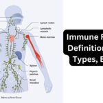 Immune Response - Definition, Factors, Types, Examples