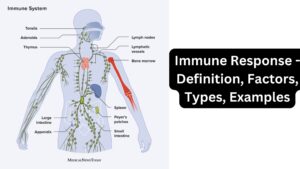 Immune Response – Definition, Factors, Types, Examples
