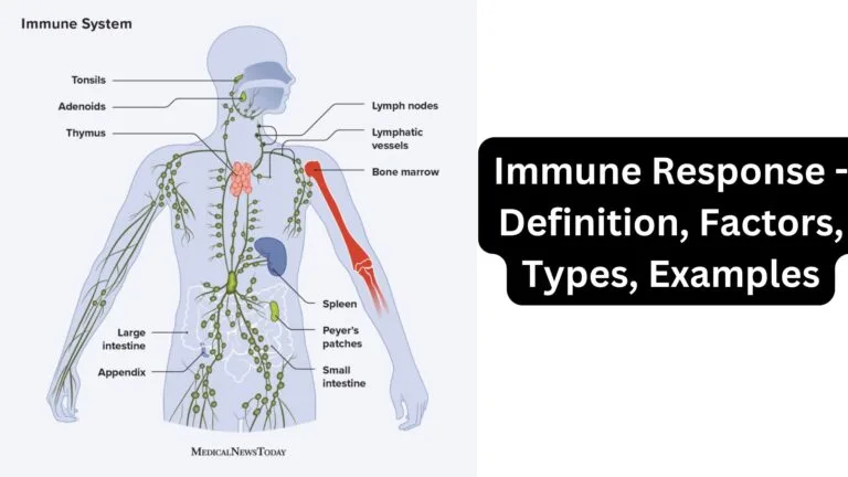 Immune Response - Definition, Factors, Types, Examples