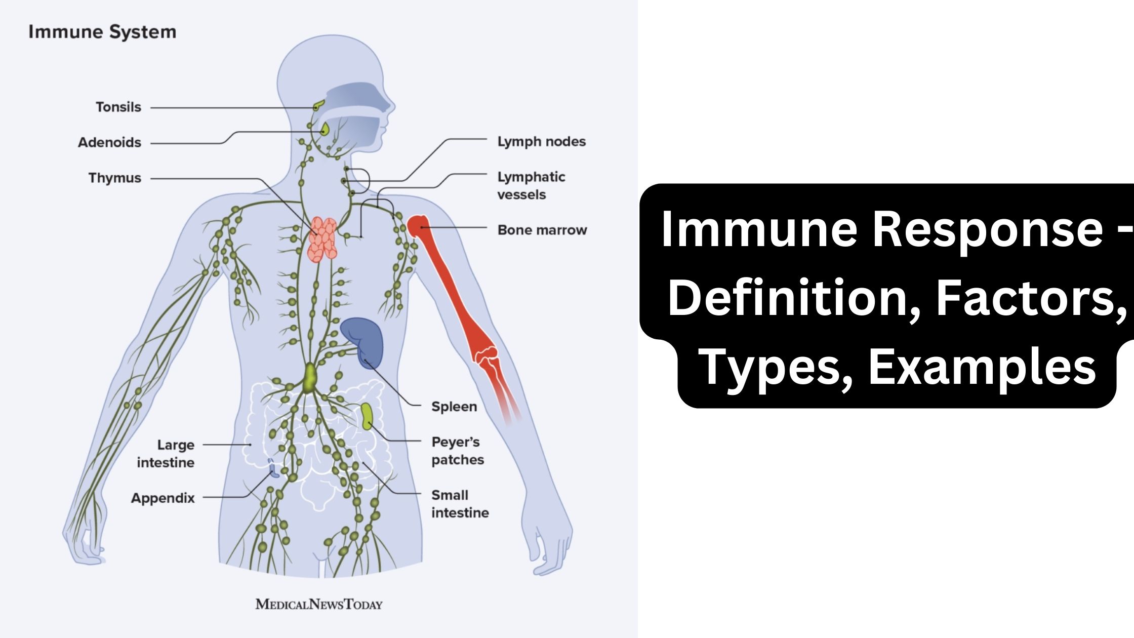 Immune Response - Definition, Factors, Types, Examples