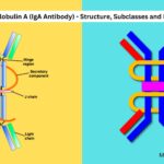 Immunoglobulin A (IgA Antibody) - Structure, Subclasses and Functions