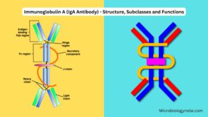 Immunoglobulin A (IgA Antibody) – Structure, Subclasses and Functions