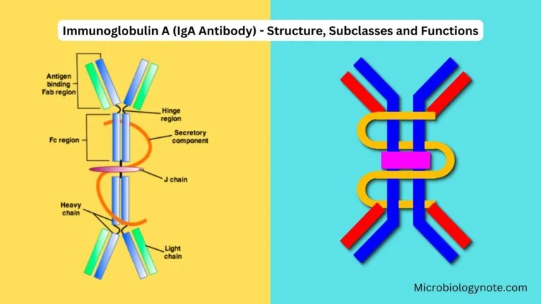 Immunoglobulin A (IgA Antibody) - Structure, Subclasses and Functions