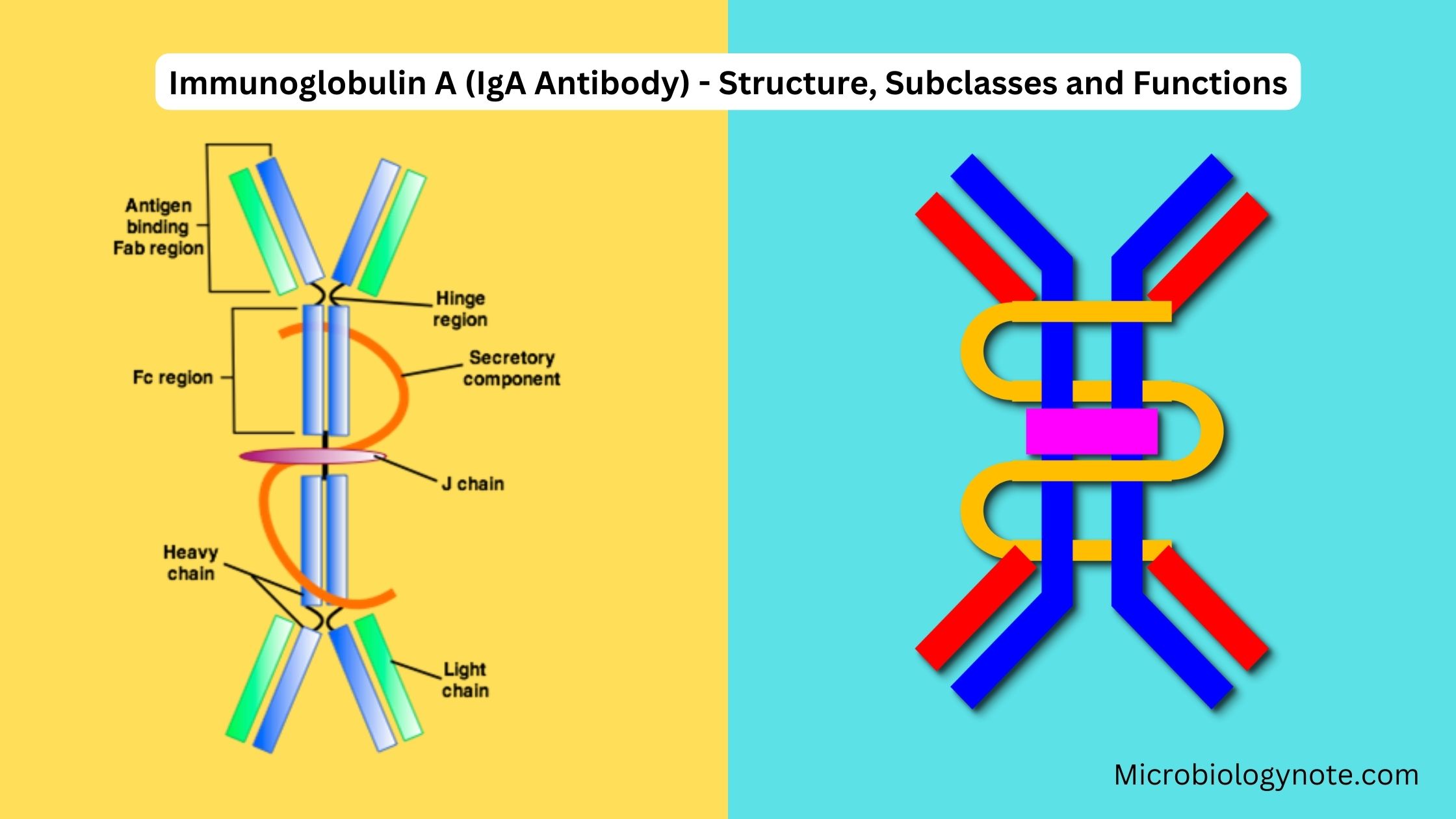 Immunology - Biology Notes Online