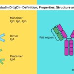 Immunoglobulin D (IgD) - Definition, Properties, Structure and Functions