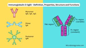 Immunoglobulin D (IgD) – Definition, Properties, Structure and Functions