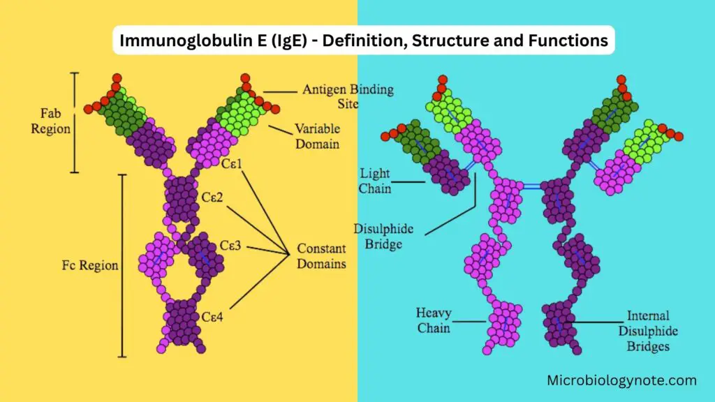 Immunoglobulin E (ige) - Definition, Structure And Functions - Biology 