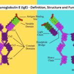 Immunoglobulin E (IgE) - Definition, Structure and Functions