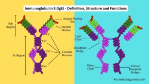 Immunoglobulin E (IgE) – Definition, Structure and Functions