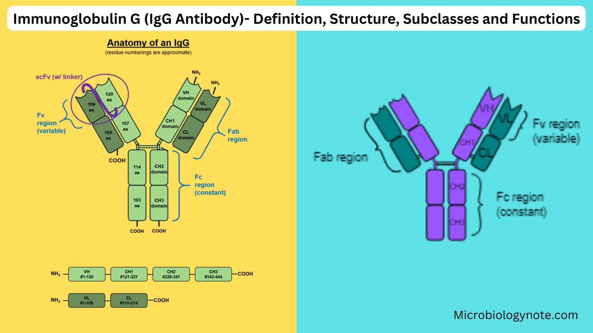 MHC Molecules (Major Histocompatibility Complex) - Definition ...
