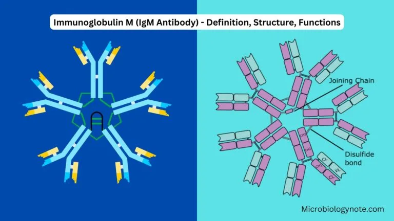 Immunoglobulin M (IgM Antibody) - Definition, Structure, Functions