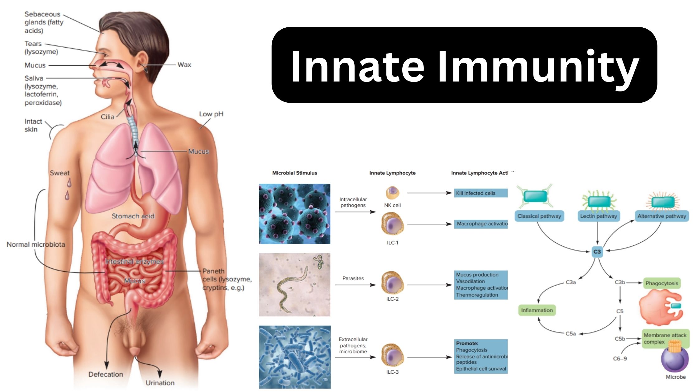 Innate Immunity - Definition, Types, Mechanism