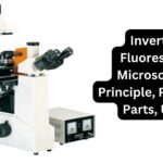 Inverted Fluorescent Microscope - Principle, Protocol, Parts, Uses