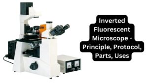 Inverted Fluorescent Microscope - Principle, Protocol, Parts, Uses