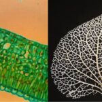 Leaf Structure Under the Microscope