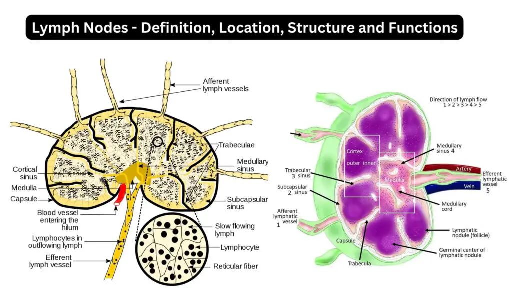 Lymph Nodes - Definition, Location, Structure and Functions - Biology ...