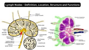 Lymph Nodes – Definition, Location, Structure and Functions